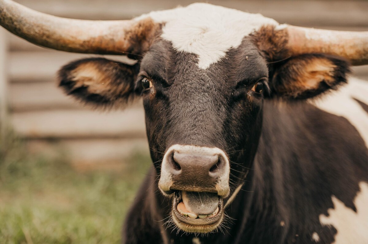 Longhorn cow up close at Parkton Place farm