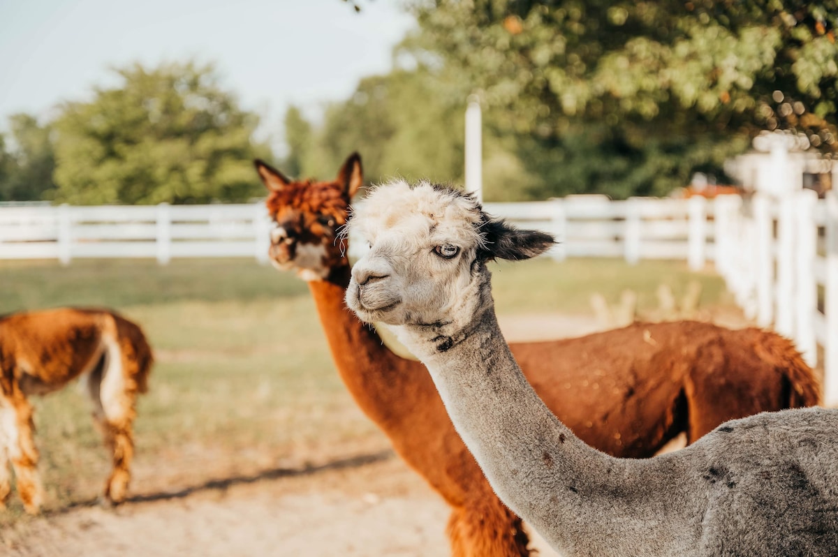 Alpacas at Parkton Place farm