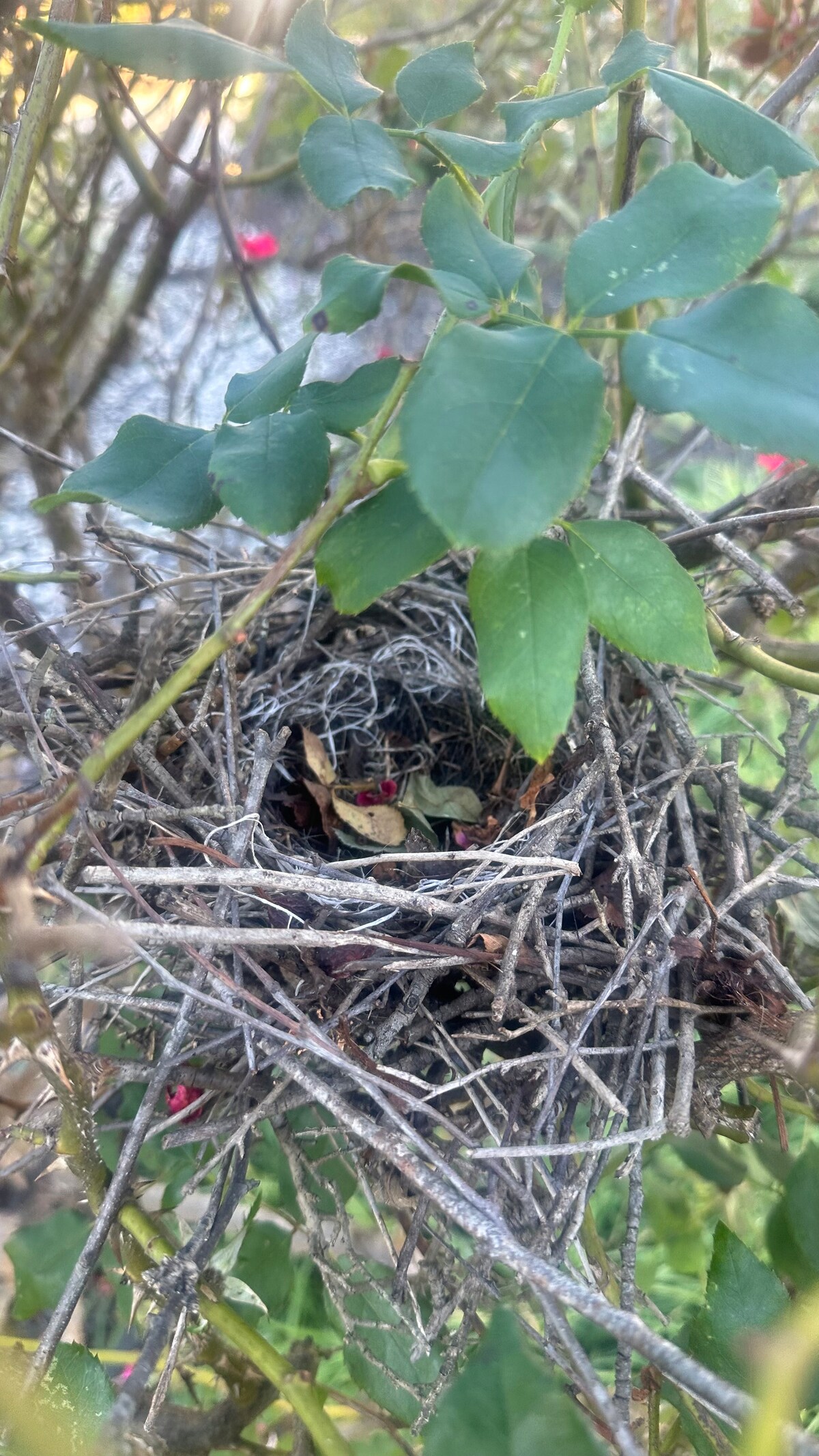 Bird's nest tucked in the rose bushes at Parkton Place